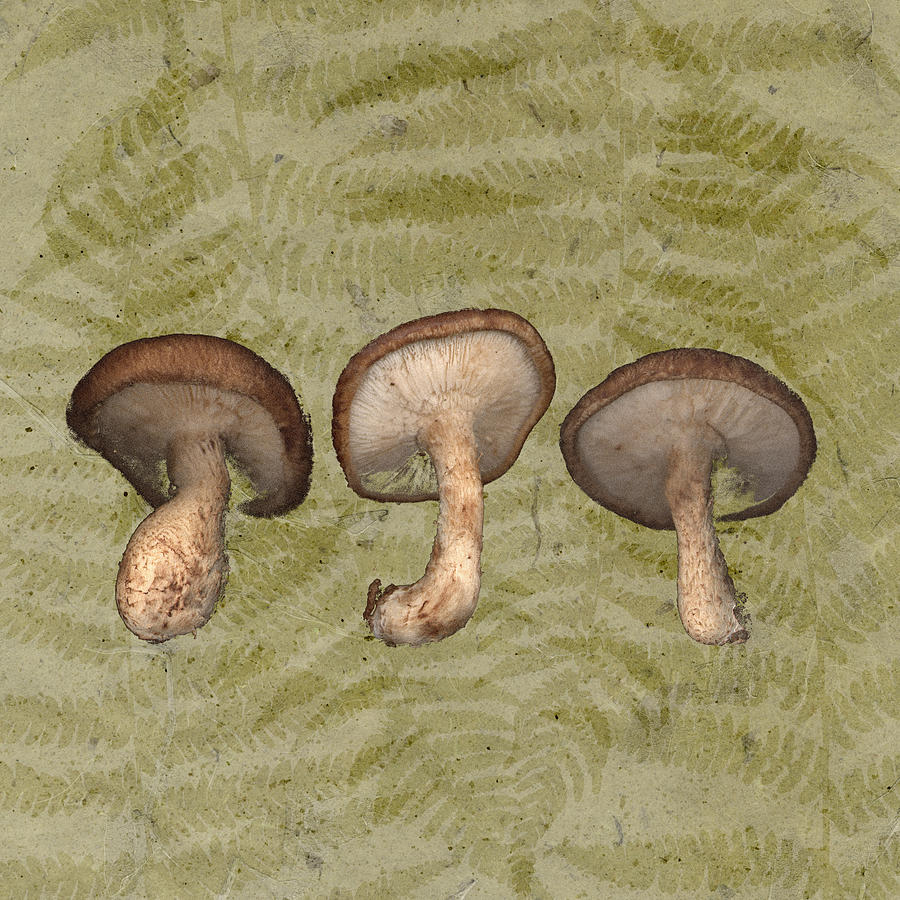 Shiitake Mushrooms on Fern Background Drawing by Jeff Venier
