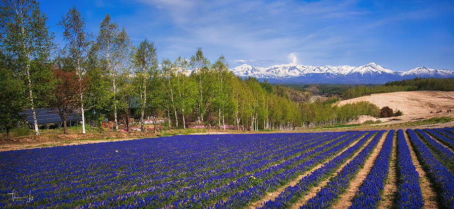 Shikisai no Oka Flower Gardens in Biei, Japan Photograph by Thomas Ly ...