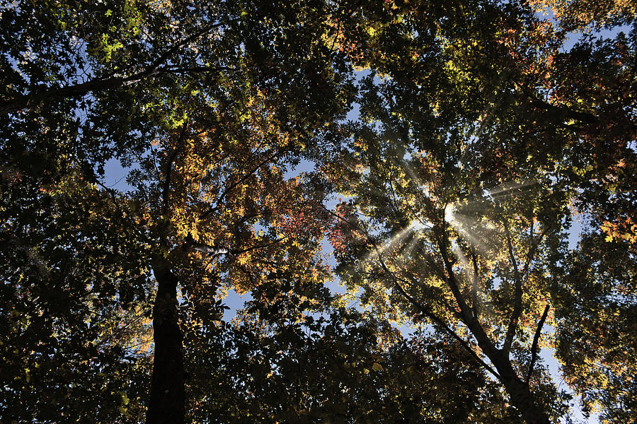 Shilohs Canopy Photograph by American Landscapes
