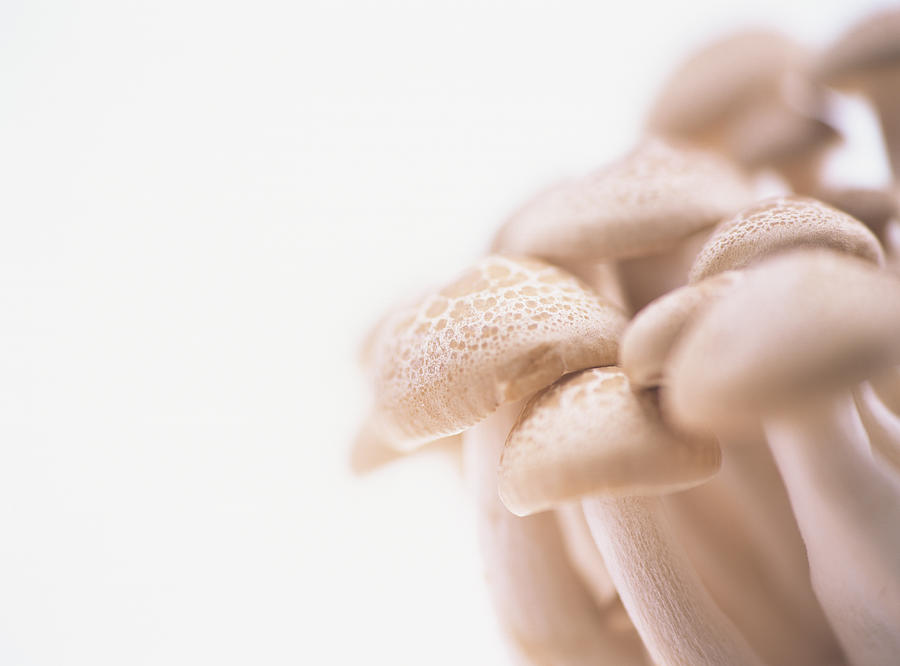 Shimeji Mushroom, close-up Photograph by Mixa