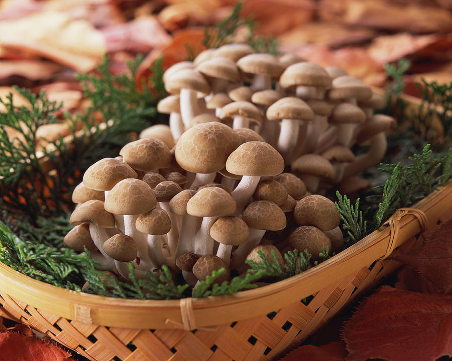 Shimeji Mushroom Photograph by Mixa
