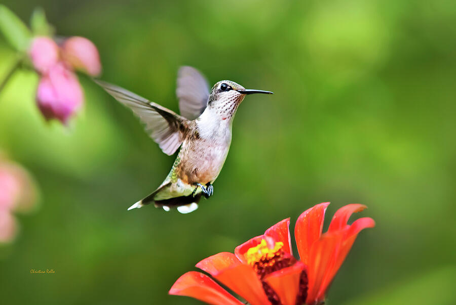 Shimmering Breeze Hummingbird Photograph by Christina Rollo