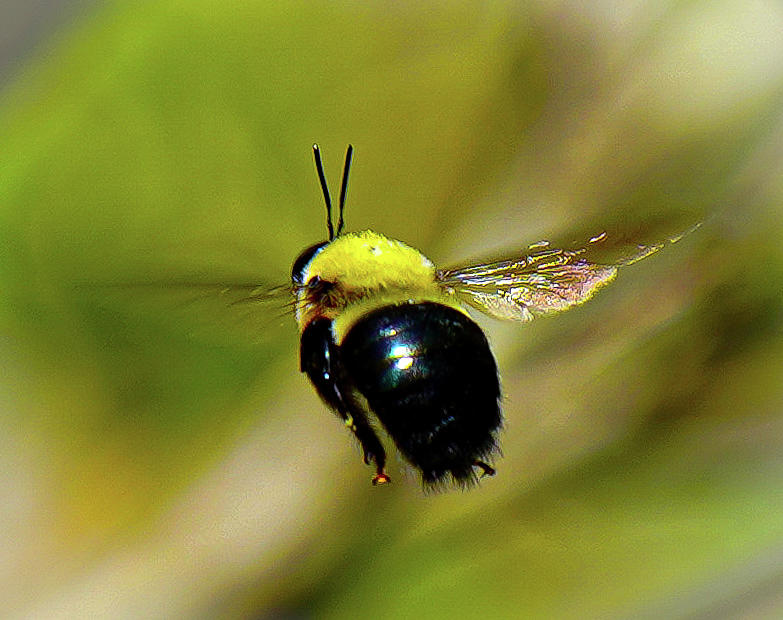 Bumble Bee in Flight Photograph by Angela Reynolds - Fine Art America