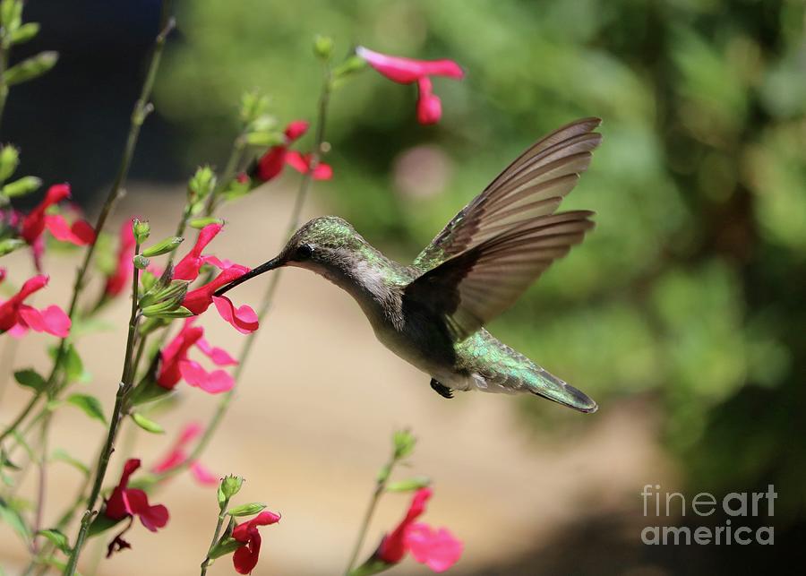 Shimmering Hummingbird Photograph by Carol Groenen