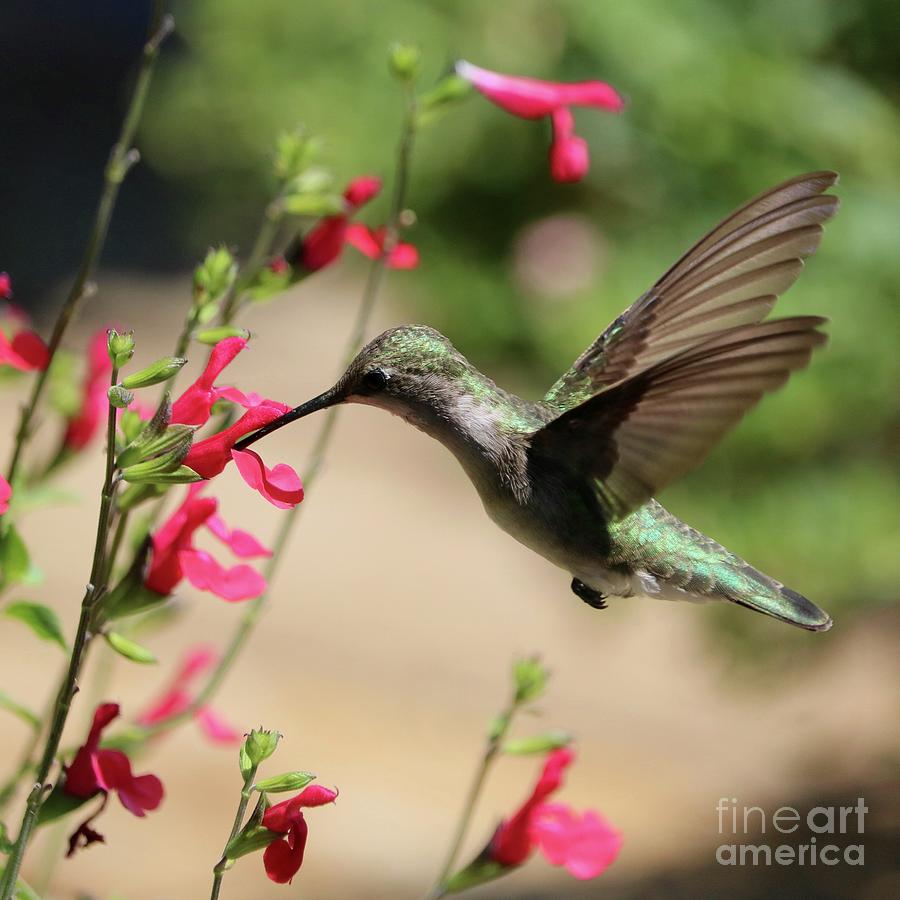 Shimmering Hummingbird Square Photograph by Carol Groenen