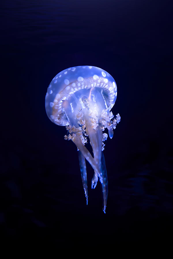Shimmering Jellyfish Photograph by Mark Andrew Thomas