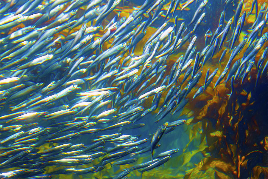 Shimmering Sardines and Anchovies Photograph by Bonnie Follett
