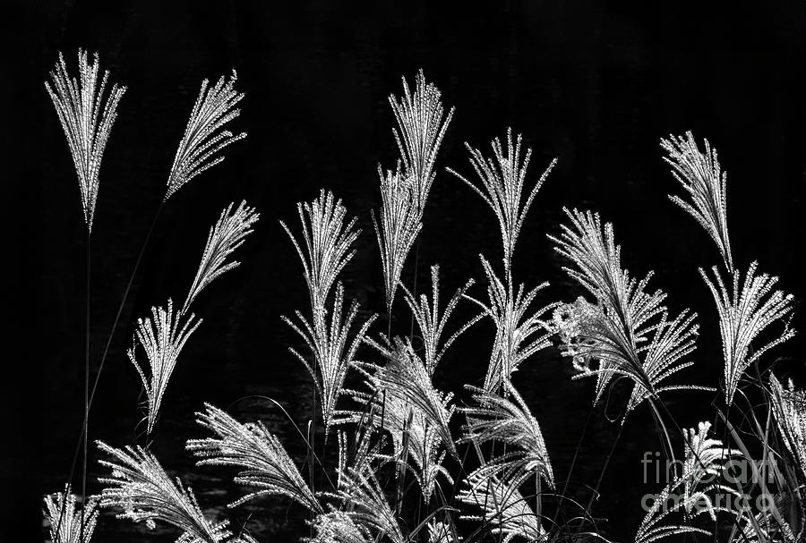 Shimmering Silver Grass Plumes Photograph by Ava Reaves