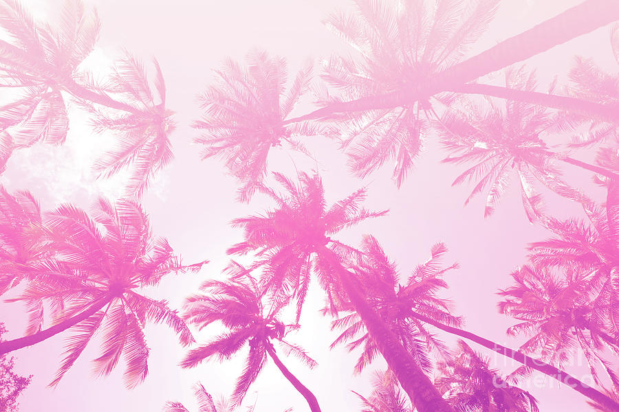 Shine Within Pink Palms Photograph by Sharon Mau