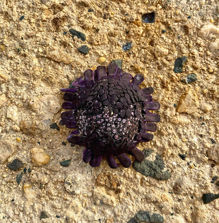 Shingle Sea Urchin Photograph by Deborah League