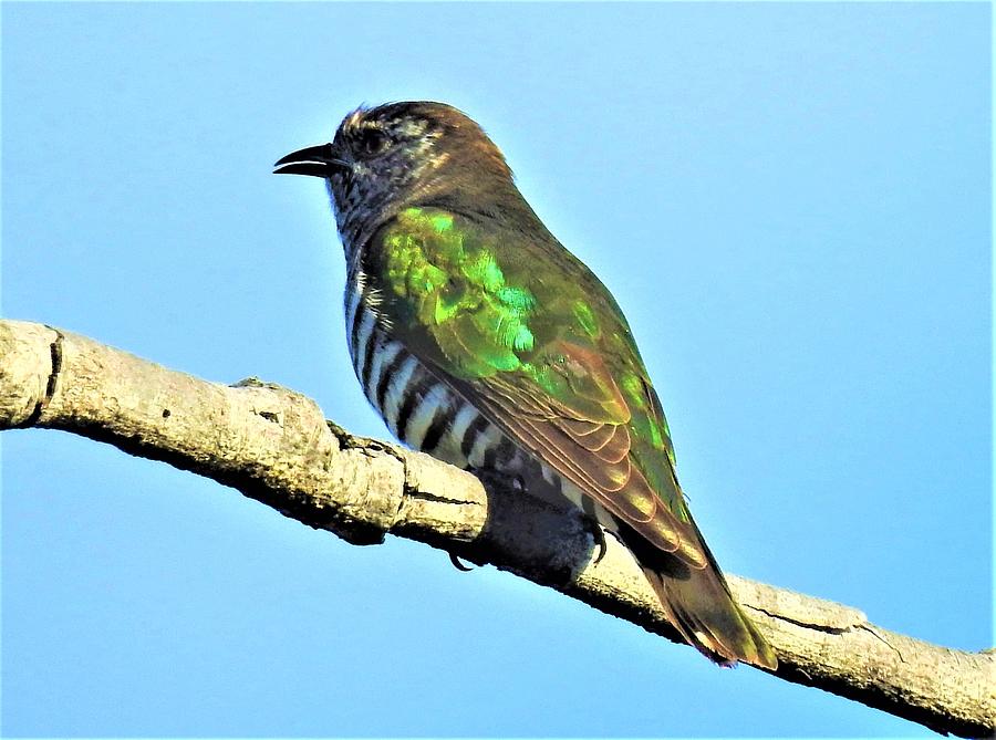 Shining bronzecuckoo 2 Photograph by Athol KLIEVE Fine Art America