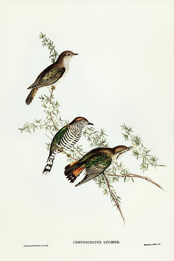 John Gould Drawing - Shining Cuckoo, Chrysococcyx lucidus by John Gould