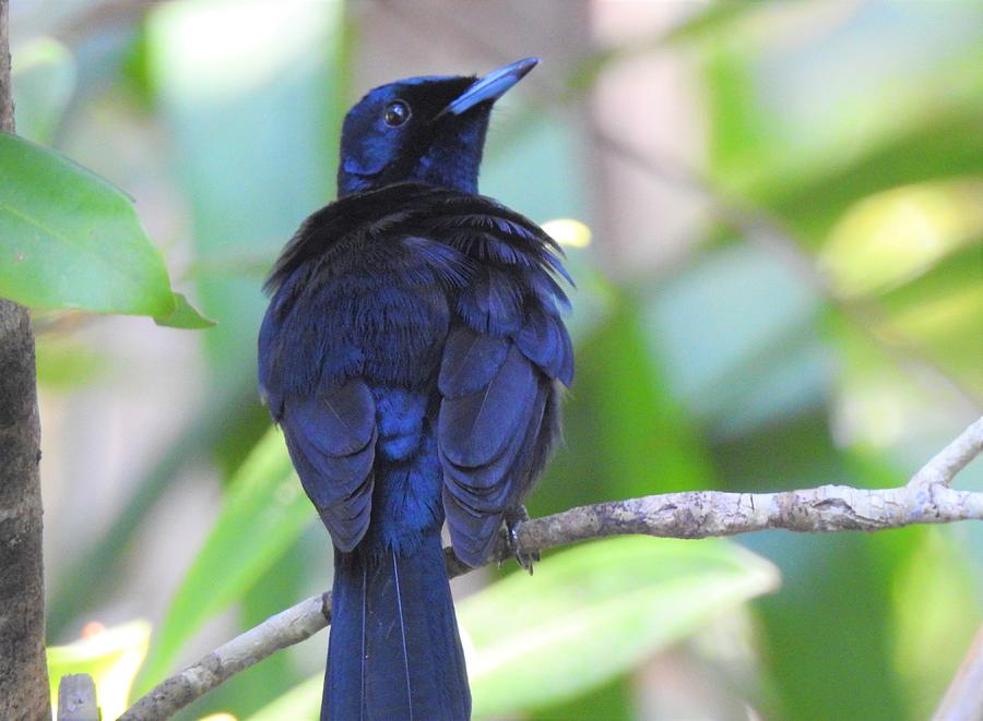 Shining flycatcher 2 Photograph by Athol KLIEVE - Fine Art America