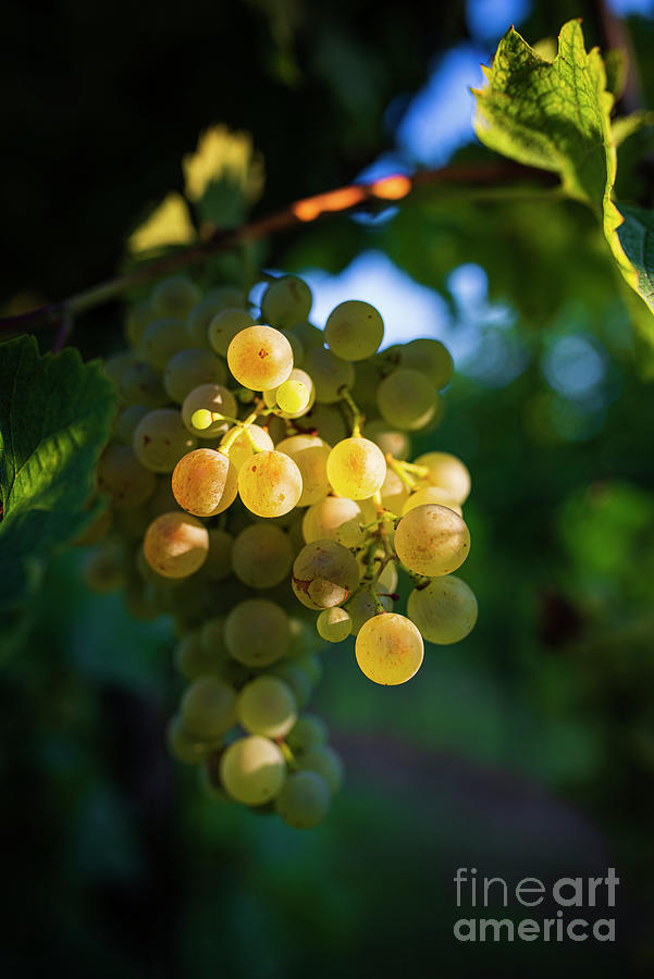 Shining grapes Photograph by Yuri Santin