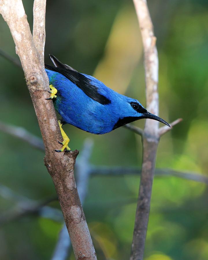 Shining Honeycreeper Male Portrait Photograph by Marlin and Laura Hum