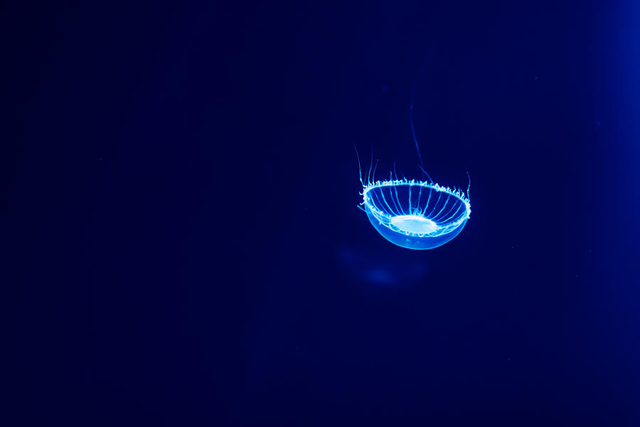 Shining jerryfish Photograph by Yuji Arikawa