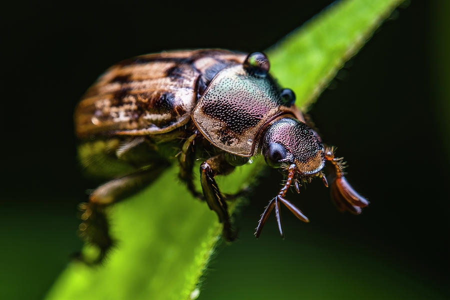 Shining Leaf Chafer Photograph by Aron Sanzio - Pixels