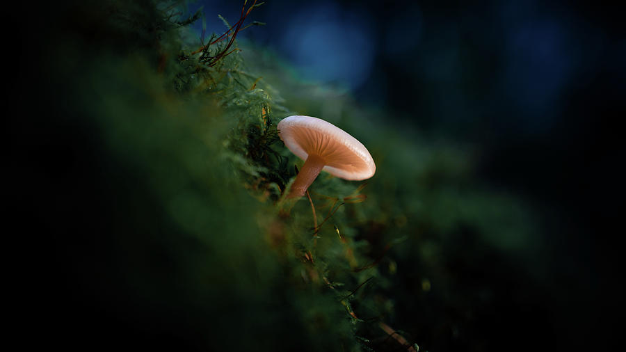 Shining Mushroom Photograph by Scott Lyons