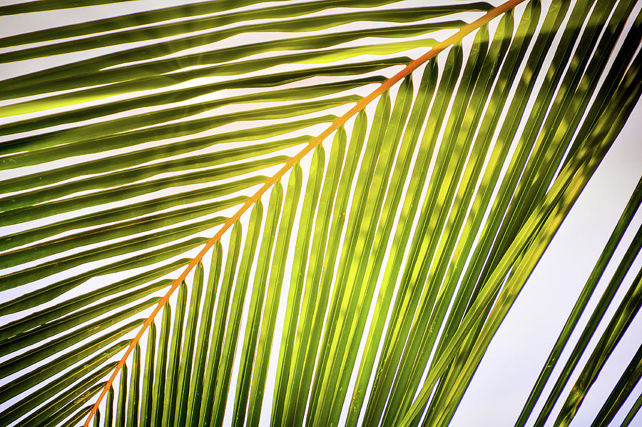 Shining Palm Frond Photograph
