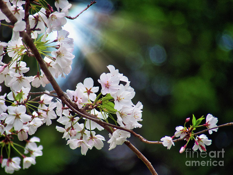 Shining Spring Blossoms Photograph by Amy Dundon