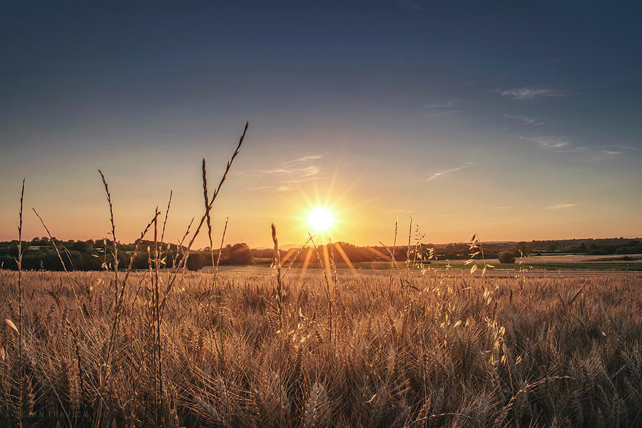 Shining through the wheat field Photograph by Dejan Travica Shining through the wheat field Photograph by Dejan Travica
