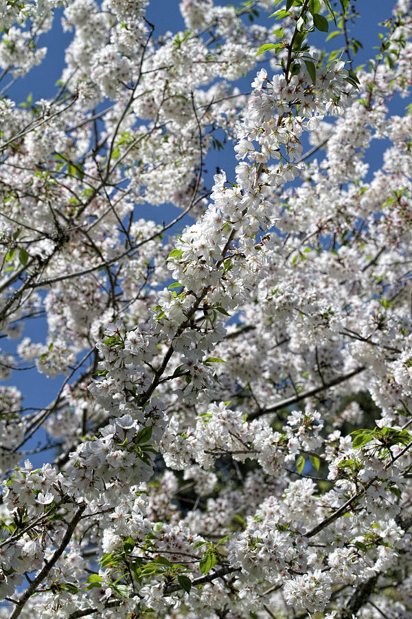 Flower Photograph - Shining White Yoshino Cherry Blossoms by Kathy Clark