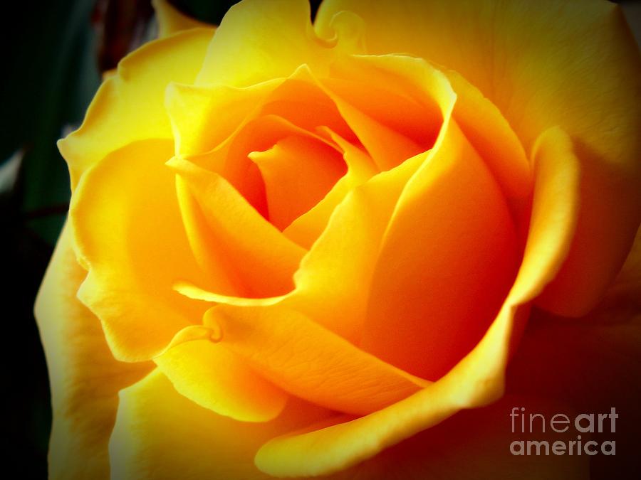Shining Yellow Rose Photograph by Charlene Adler
