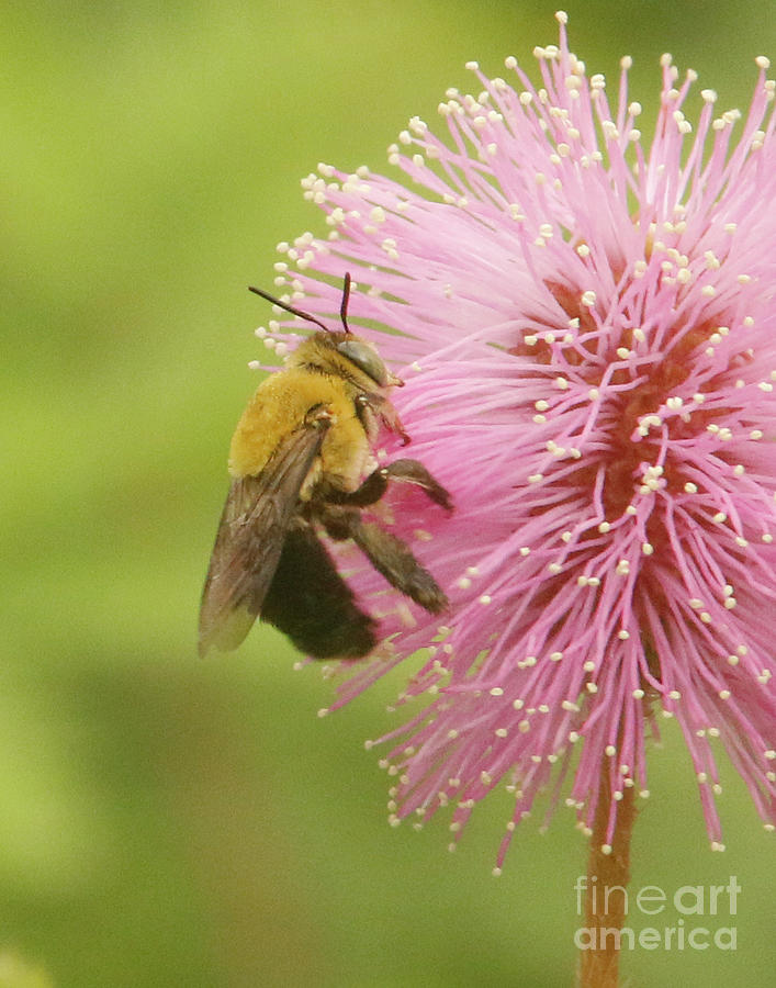 Shinning Oil-digger Bee Photograph by Karen Lindquist