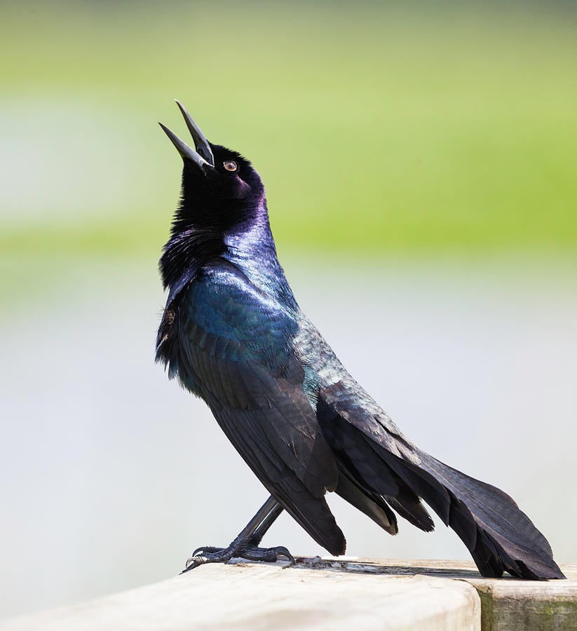 Shiny Black Bird Photograph by Fran Gallogly | Fine Art America