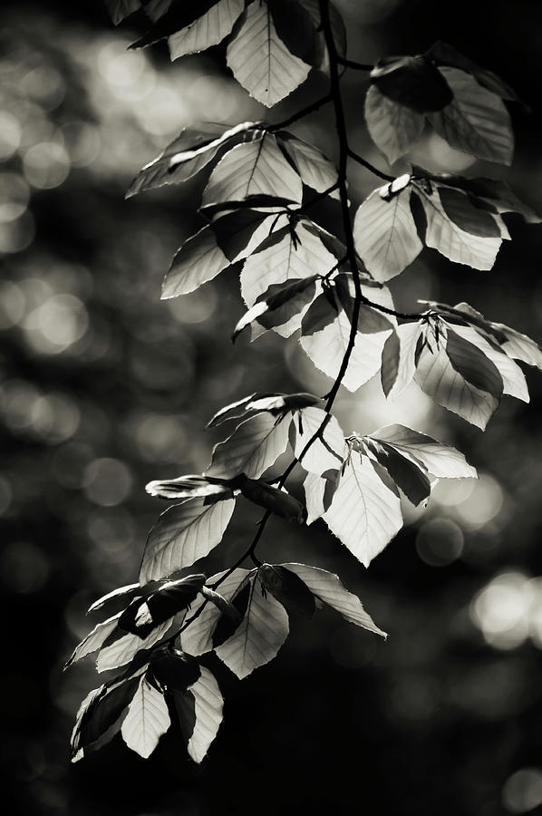 Shiny Leaves 1 Photograph by Jenny Rainbow