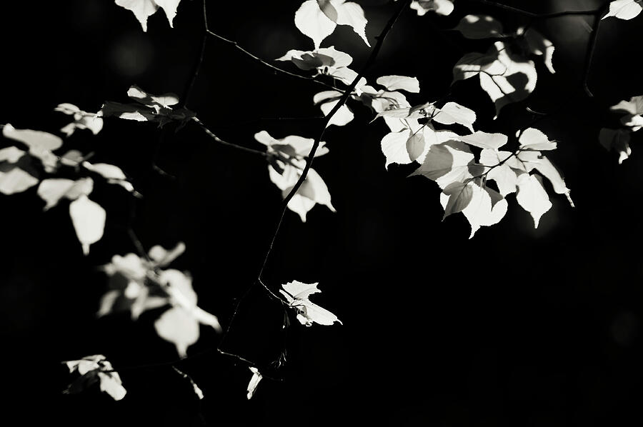 Shiny Leaves 3 Photograph by Jenny Rainbow