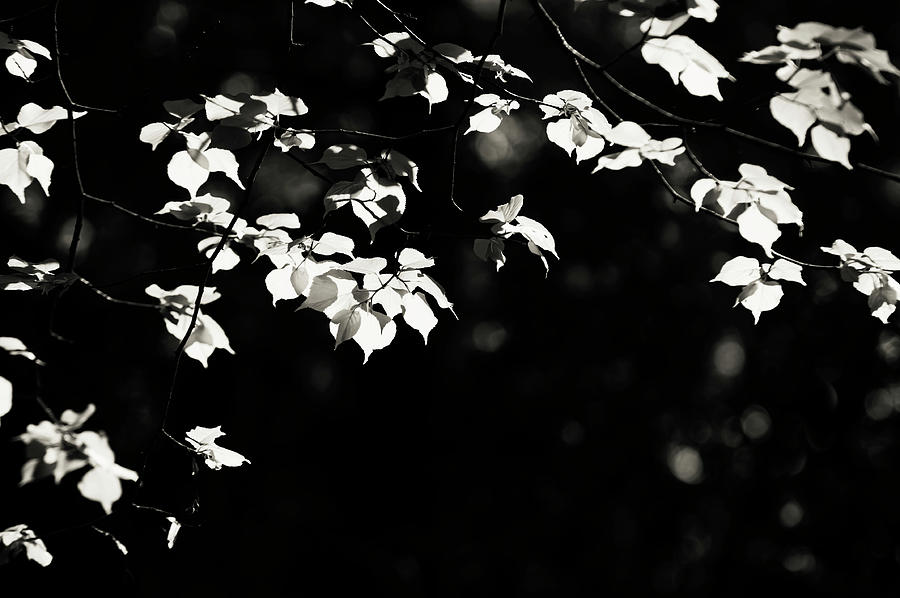 Shiny Leaves 4 Photograph by Jenny Rainbow