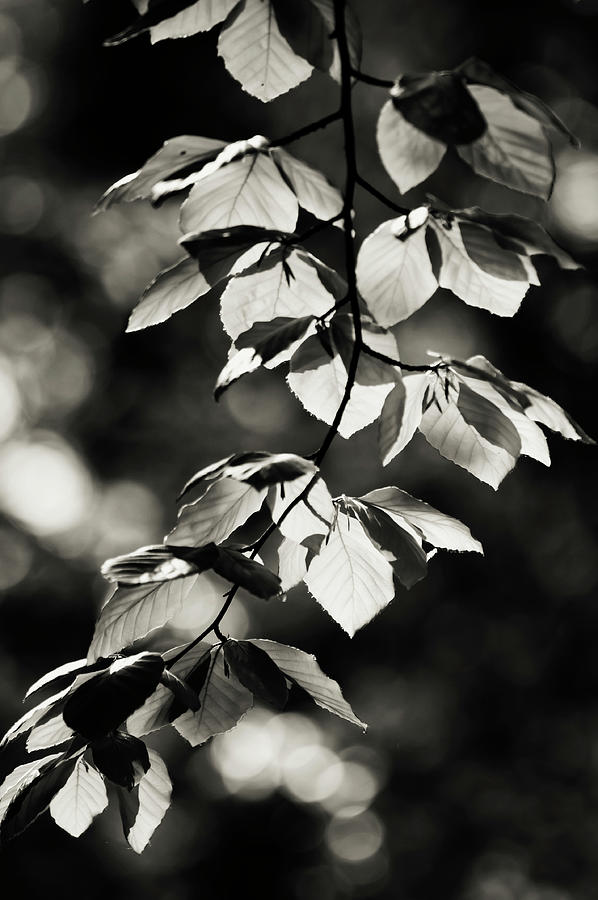 Shiny Leaves Photograph by Jenny Rainbow