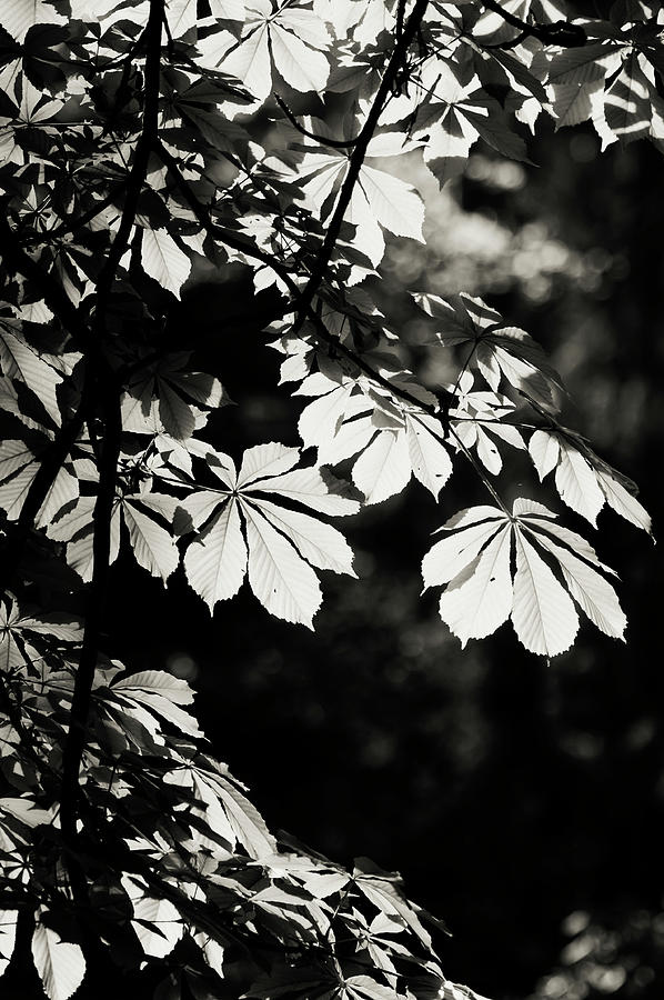 Shiny Leaves Of Chestnut Tree 1 Photograph by Jenny Rainbow