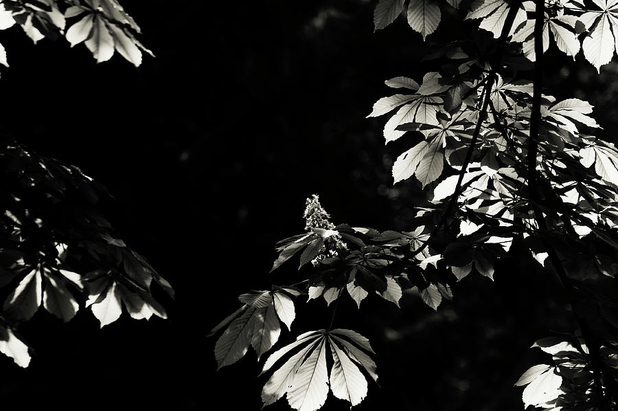 Shiny Leaves Of Chestnut Tree 2 Photograph by Jenny Rainbow