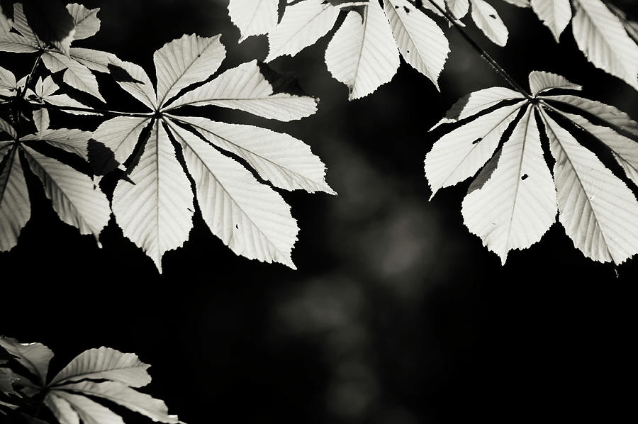Shiny Leaves Of Chestnut Tree 3 Photograph by Jenny Rainbow