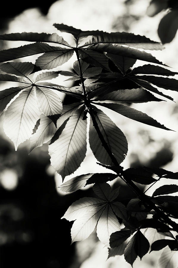 Shiny Leaves of Chestnut Tree Photograph by Jenny Rainbow