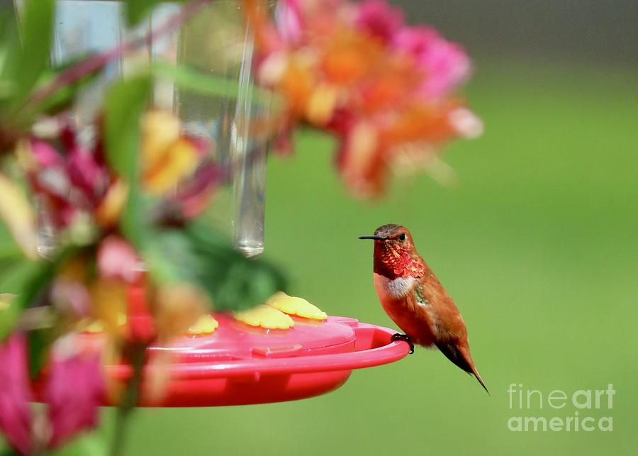 Shiny Orange Feathers Hummingbird Photograph by Carol Groenen