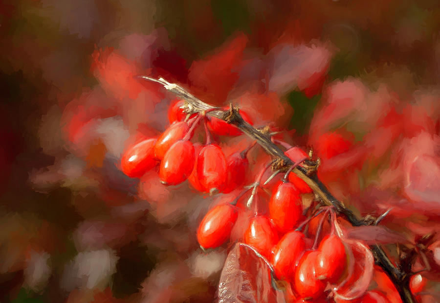 Shiny Red Berries After the Rain Photograph by Lindsay Thomson