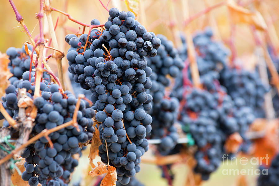 Shiraz Grapes Photograph by Kevin Miller - Pixels