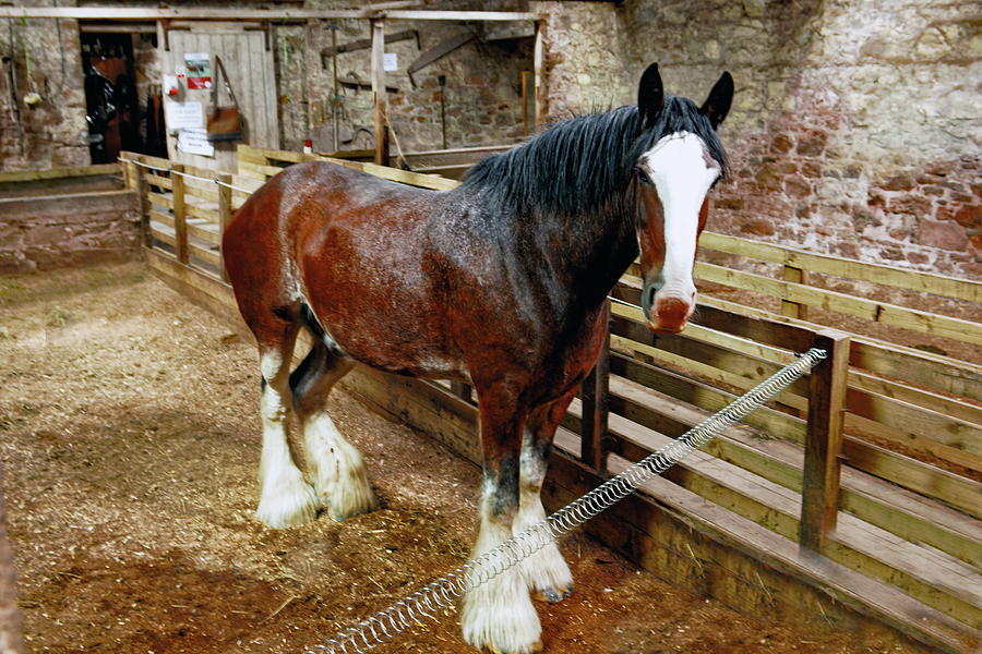 Shire Horse Photograph by Jeff Townsend