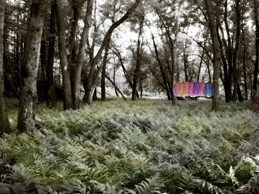 Shirts in a Floodplain Forest Photograph by Wayne King