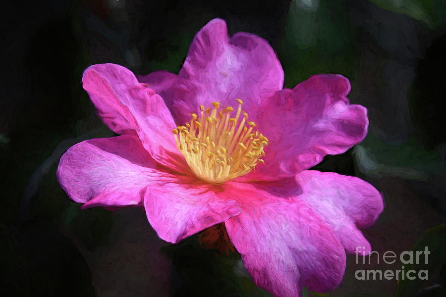 Shishi Gashira Camellia Photograph by Diana Mary Sharpton