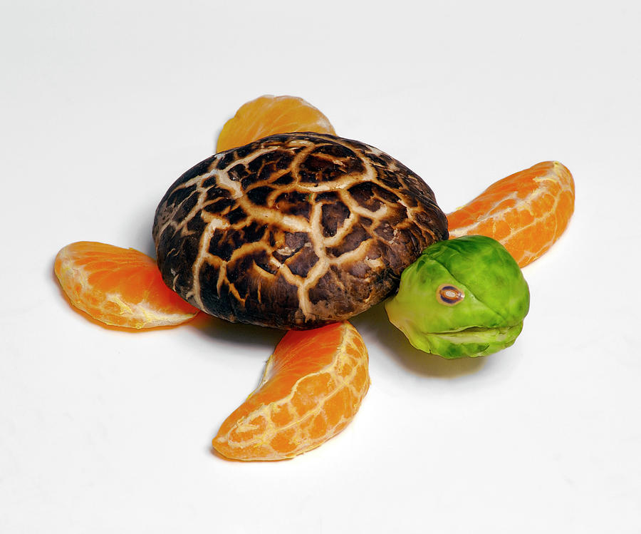 Shitake Turtle Photograph by Cacio Murilo De Vasconcelos