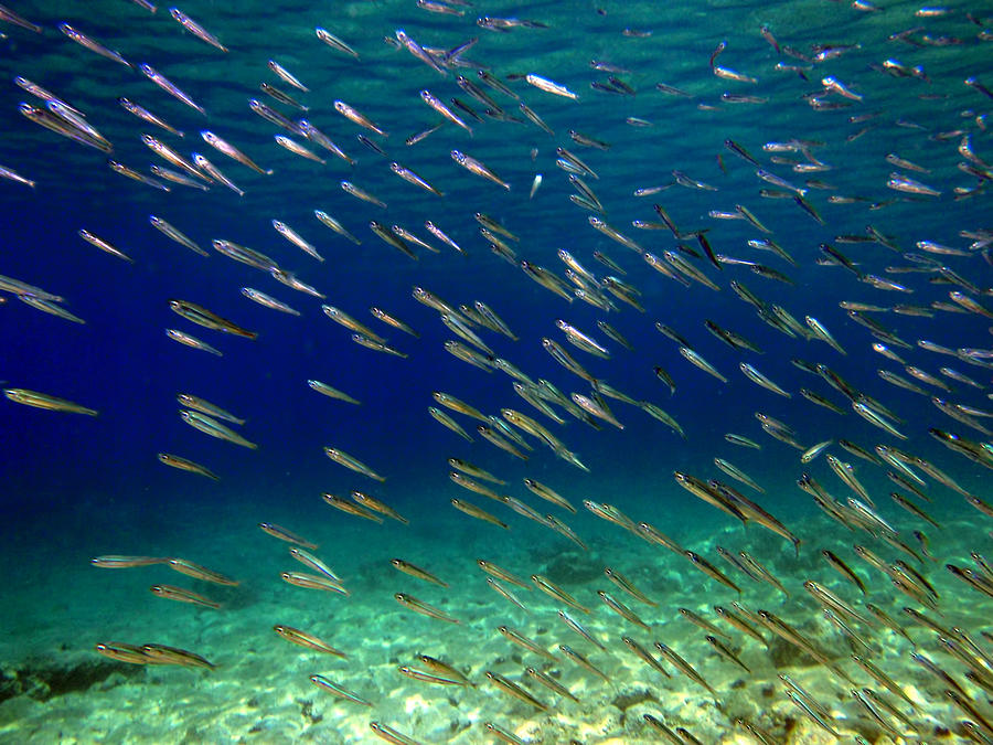Shoal of anchovies Photograph by GoranStimac