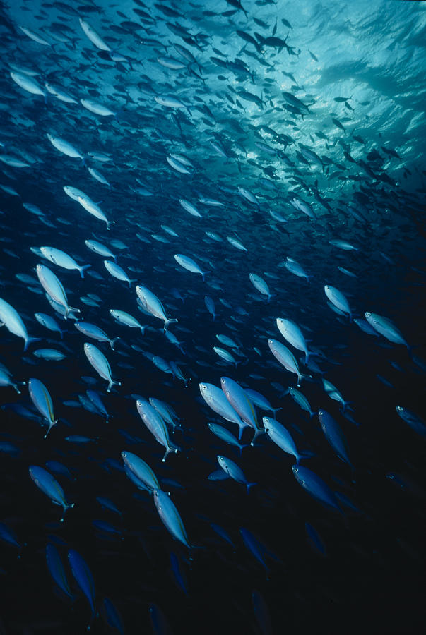 Shoal of Bluefishes Photograph by Jeff Rotman