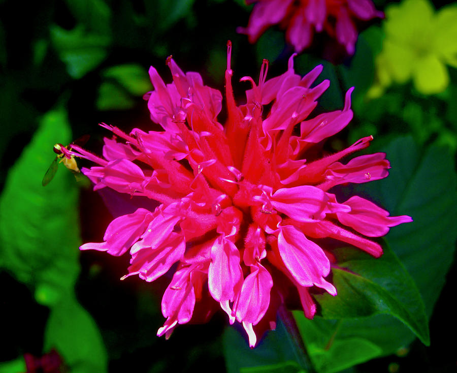 Shocking pink flower Photograph by Stephanie Moore