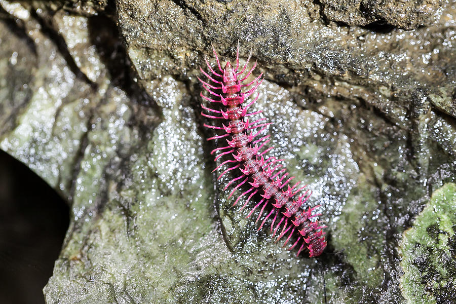 Shocking pink millipede (Desmocytes purpurosea), Photograph by Yokeetod
