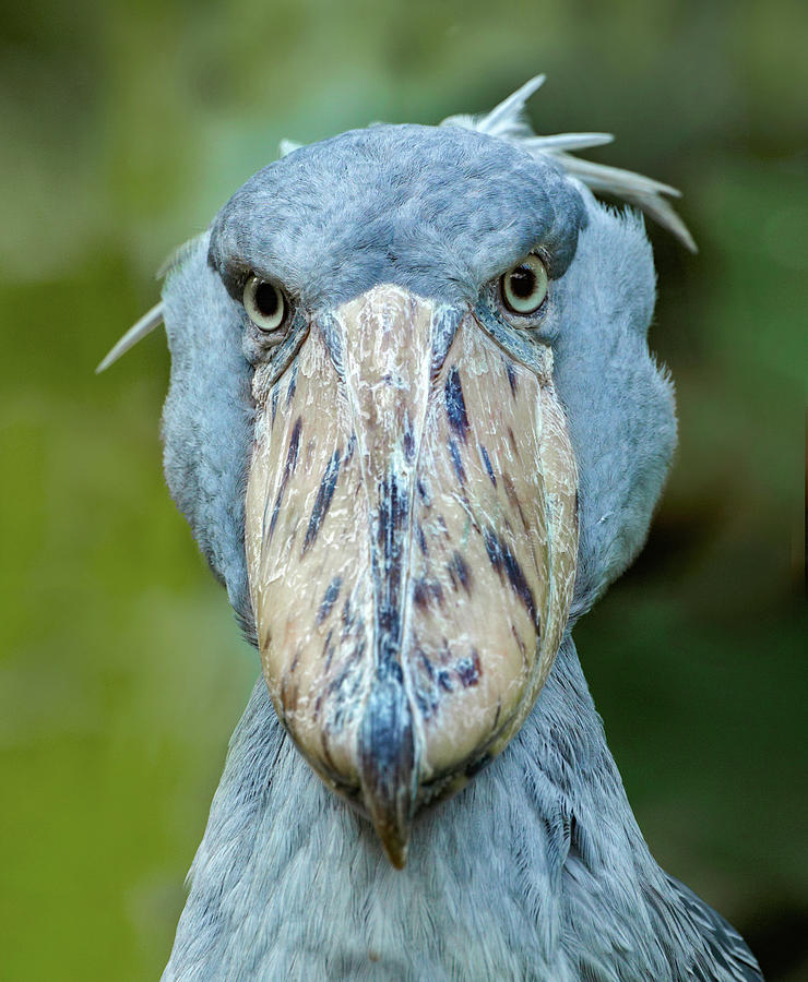 Stork Photograph - Shoe billed Stork I by Tim Fitzharris