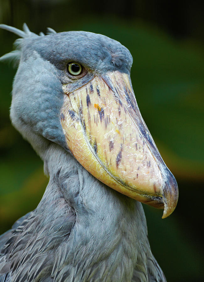 Stork Photograph - Shoe billed Stork II by Tim Fitzharris